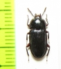Ulosonia sp.  Argentina - INSECTS-STORE.RU