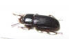 Ulosonia sp.  Argentina - INSECTS-STORE.RU