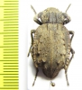 Entomoderes borealis  Paraguay - INSECTS-STORE.RU