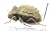 Entomoderes borealis  Paraguay - INSECTS-STORE.RU