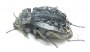 Entomoderes sp.  Paraguay - INSECTS-STORE.RU