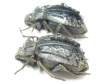 Entomoderes sp.  Paraguay - INSECTS-STORE.RU