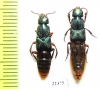 Staphylinidae sp.  Peru - INSECTS-STORE.RU