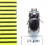 Tenebrionidae sp.  Mexico - INSECTS-STORE.RU