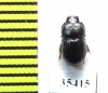 Tenebrionidae sp.  Mexico - INSECTS-STORE.RU