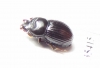 Tenebrionidae sp.  Mexico - INSECTS-STORE.RU