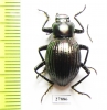Tenebrionidae sp.  Mexico - INSECTS-STORE.RU