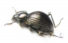 Tenebrionidae sp.  Mexico - INSECTS-STORE.RU