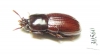 Tenebrionidae sp.  Venezuela - INSECTS-STORE.RU