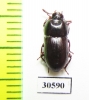 Tenebrionidae sp.  Venezuela - INSECTS-STORE.RU