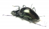 Tenebrionidae sp.  Costa Rica - INSECTS-STORE.RU