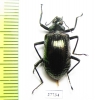 Tenebrionidae sp.  Costa Rica - INSECTS-STORE.RU