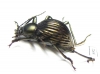 Tenebrionidae sp.  Costa Rica - INSECTS-STORE.RU