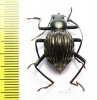Tenebrionidae sp.  Costa Rica  24mm - INSECTS-STORE.RU