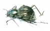 Tenebrionidae sp.  Costa Rica  24mm - INSECTS-STORE.RU
