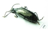 Tenebrionidae sp.  Ecuador - INSECTS-STORE.RU