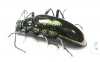 Tenebrionidae sp.  Ecuador - INSECTS-STORE.RU