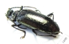 Tenebrionidae sp.  Ecuador - INSECTS-STORE.RU