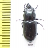 Phrenapates sp.  Ecuador - INSECTS-STORE.RU