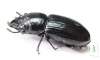 Phrenapates sp.  Ecuador - INSECTS-STORE.RU