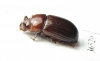 Tenebrionidae sp.  Peru - INSECTS-STORE.RU