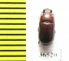 Tenebrionidae sp.  Peru - INSECTS-STORE.RU