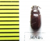 Tenebrionidae sp.  Peru - INSECTS-STORE.RU