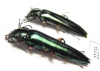 Tenebrionidae sp.  Peru - INSECTS-STORE.RU