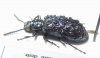 Phymatestes sp.  French Guiana - INSECTS-STORE.RU