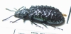 Phymatestes tuberculatus, male  French Guiana - INSECTS-STORE.RU