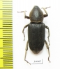 Curculionidae sp.  Ecuador - INSECTS-STORE.RU