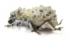 Curculionidae sp.  Madagascar - INSECTS-STORE.RU