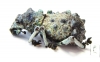 Curculionidae sp.  Madagascar - INSECTS-STORE.RU