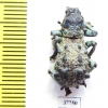 Curculionidae sp.  Madagascar - INSECTS-STORE.RU