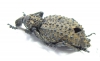 Curculionidae sp.  South Africa Rep. - INSECTS-STORE.RU