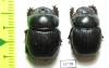 Dichotomius amplicollis  Mexico - INSECTS-STORE.RU