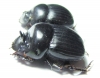 Dichotomius centralis, pair  Venezuela - INSECTS-STORE.RU