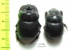 Dichotomius centralis, pair  Venezuela - INSECTS-STORE.RU