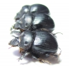 Dichotomius conicollis  Bolivia - INSECTS-STORE.RU