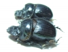 Dichotomius conicollis  Brasilia - INSECTS-STORE.RU