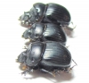 Dichotomius crinicollis  Argentina - INSECTS-STORE.RU