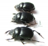 Dichotomius danieli  Costa Rica - INSECTS-STORE.RU