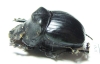 Dichotomius depressicollis  Brasilia - INSECTS-STORE.RU
