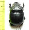 Dichotomius depressicollis  Brasilia - INSECTS-STORE.RU