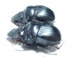 Dichotomius haroldi, pair  Argentina - INSECTS-STORE.RU