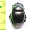 Dichotomius lycas  Brasilia - INSECTS-STORE.RU