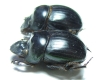 Dichotomius mammilatus, pair  Argentina - INSECTS-STORE.RU