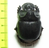 Dichotomius prietoi  Peru - INSECTS-STORE.RU
