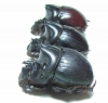 Dichotomius prietoi  Peru - INSECTS-STORE.RU
