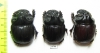 Dichotomius prietoi  Peru - INSECTS-STORE.RU